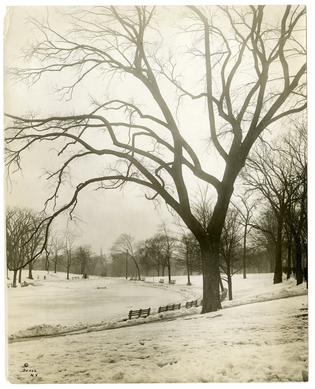 Boston Common & frog-pond, by tree, Boston, USA by Jessie Tarbox Beals