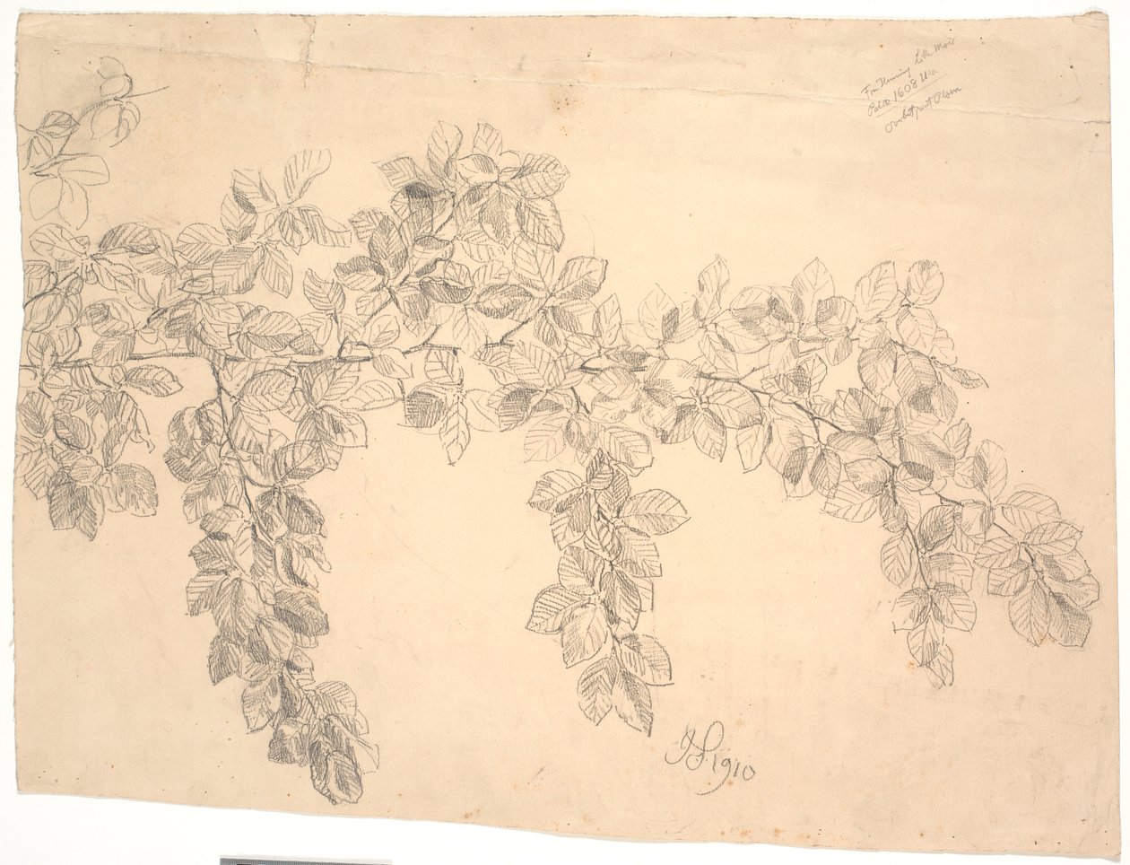 Study of Beech Branch by Joakim Frederik Skovgaard