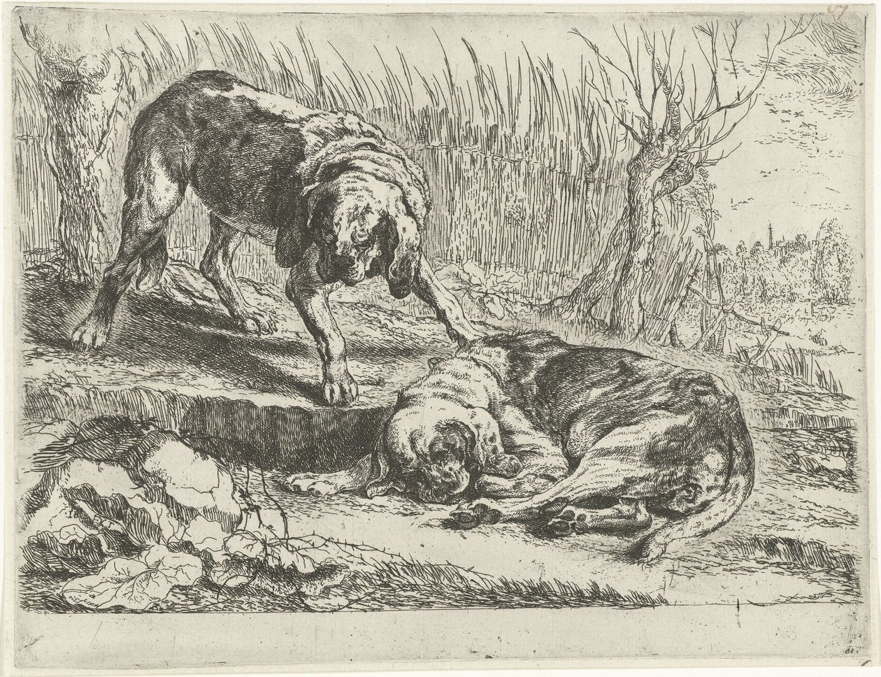 Two Dogs by Joannes Fijt