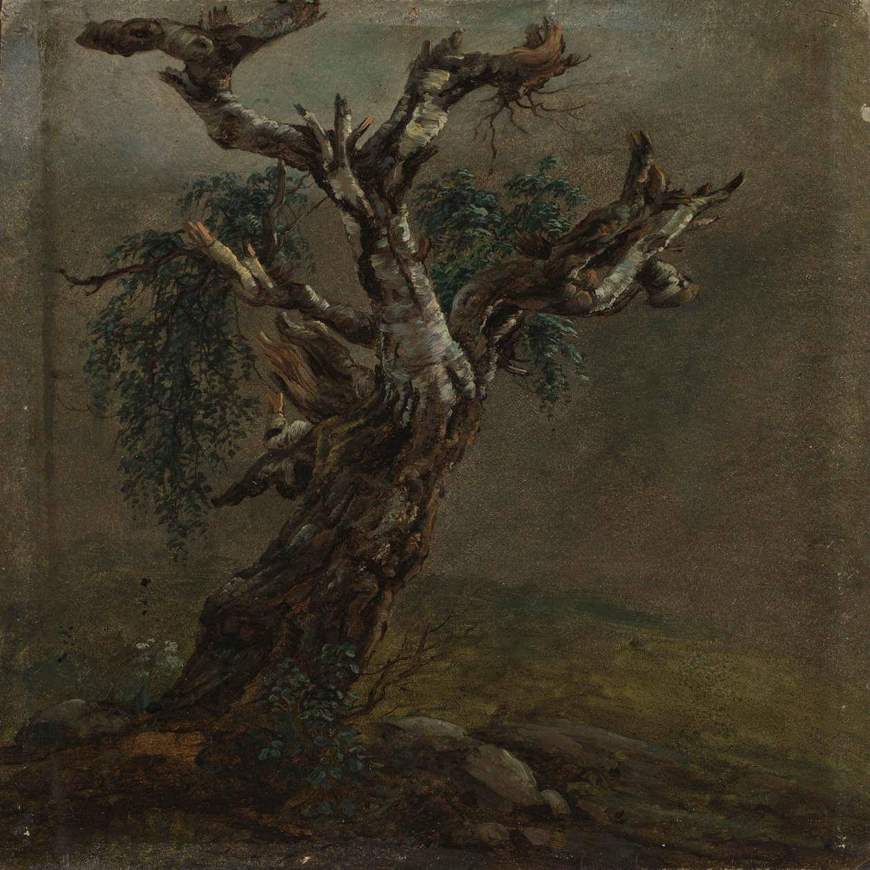 A Gnarled Birch Trunk. Study by Johan Christian Dahl