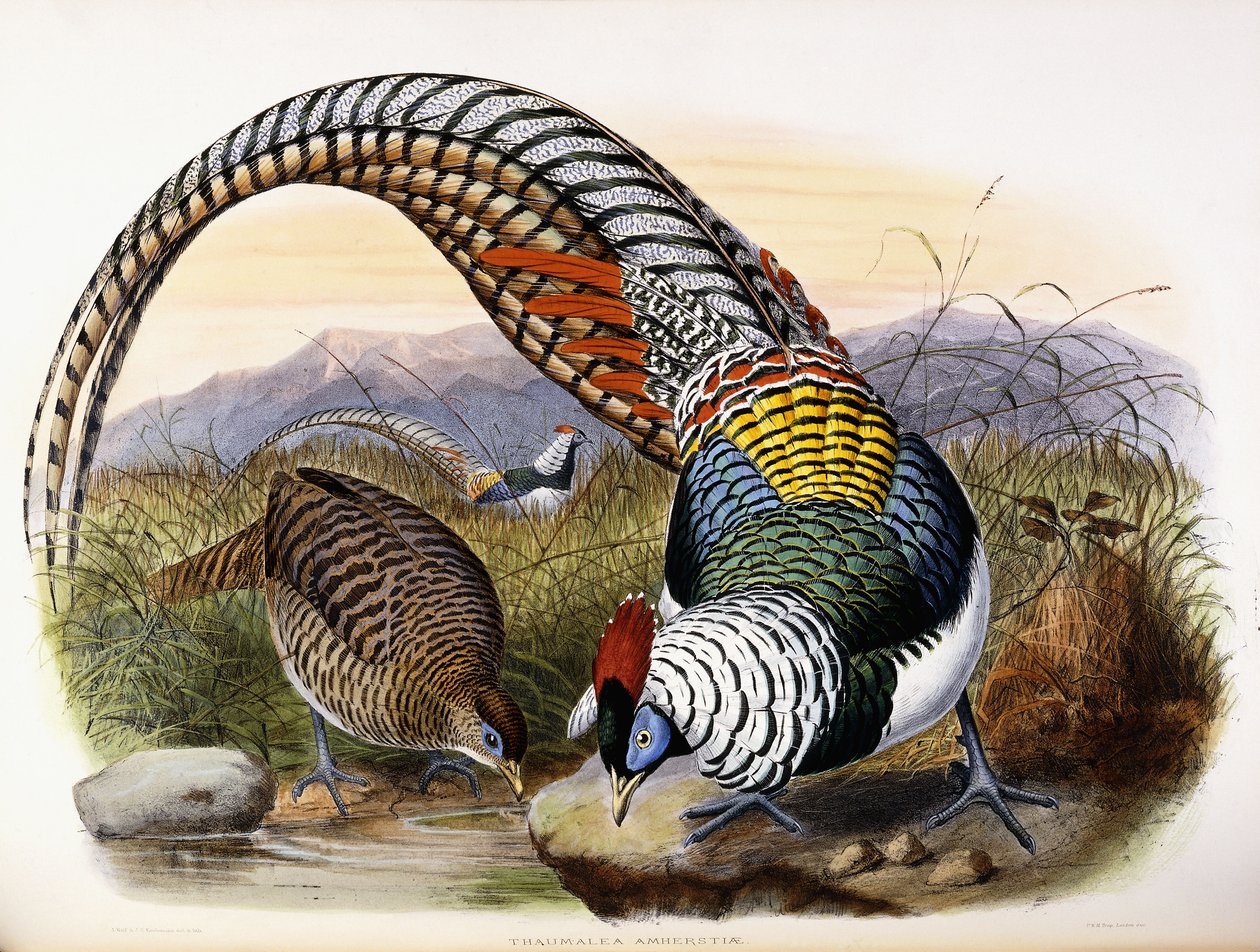 Thaumalea Amherstiae by Johan Gerard Keulemans