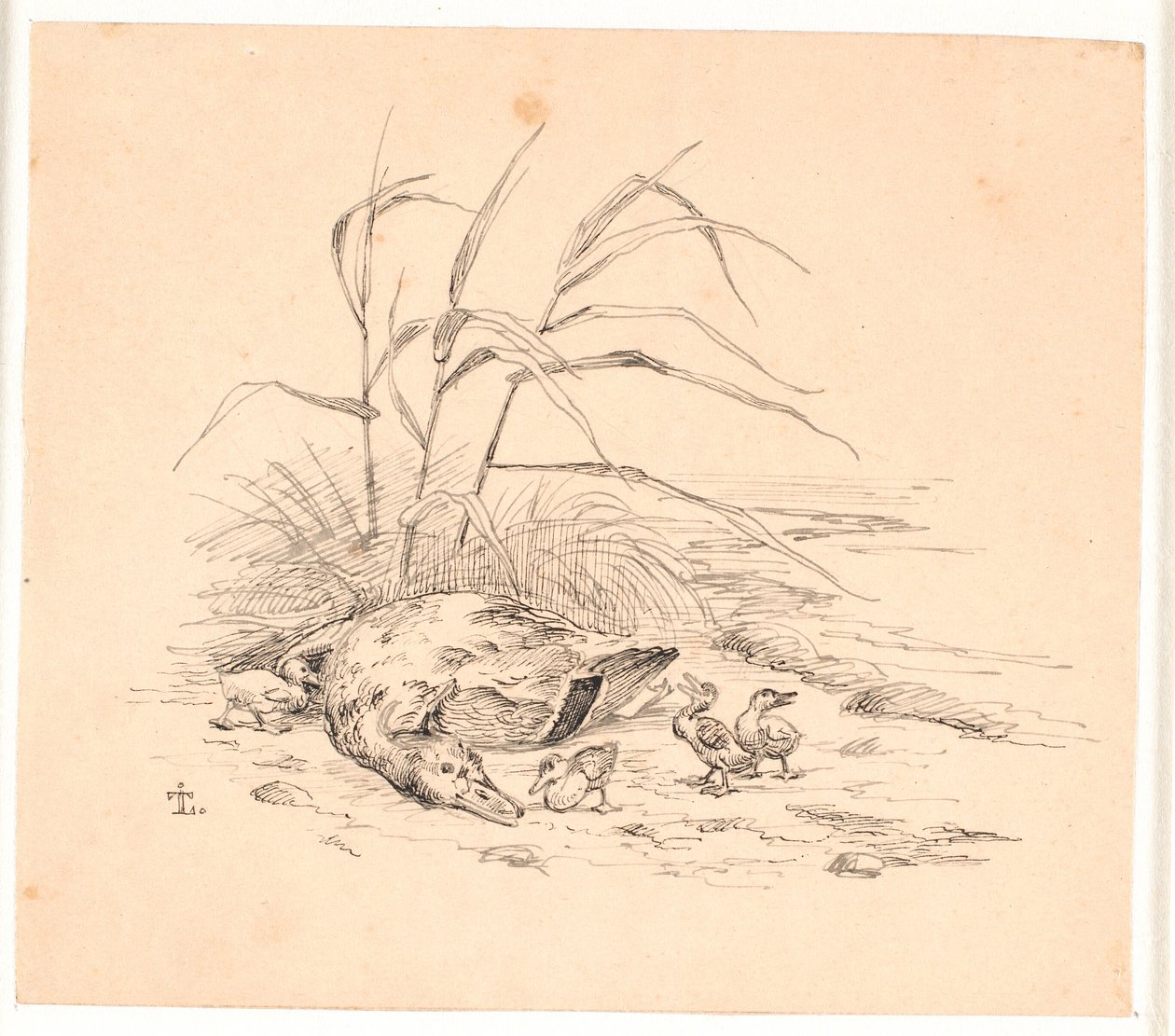The Killed Wild Duck. Illustration for Kaalund