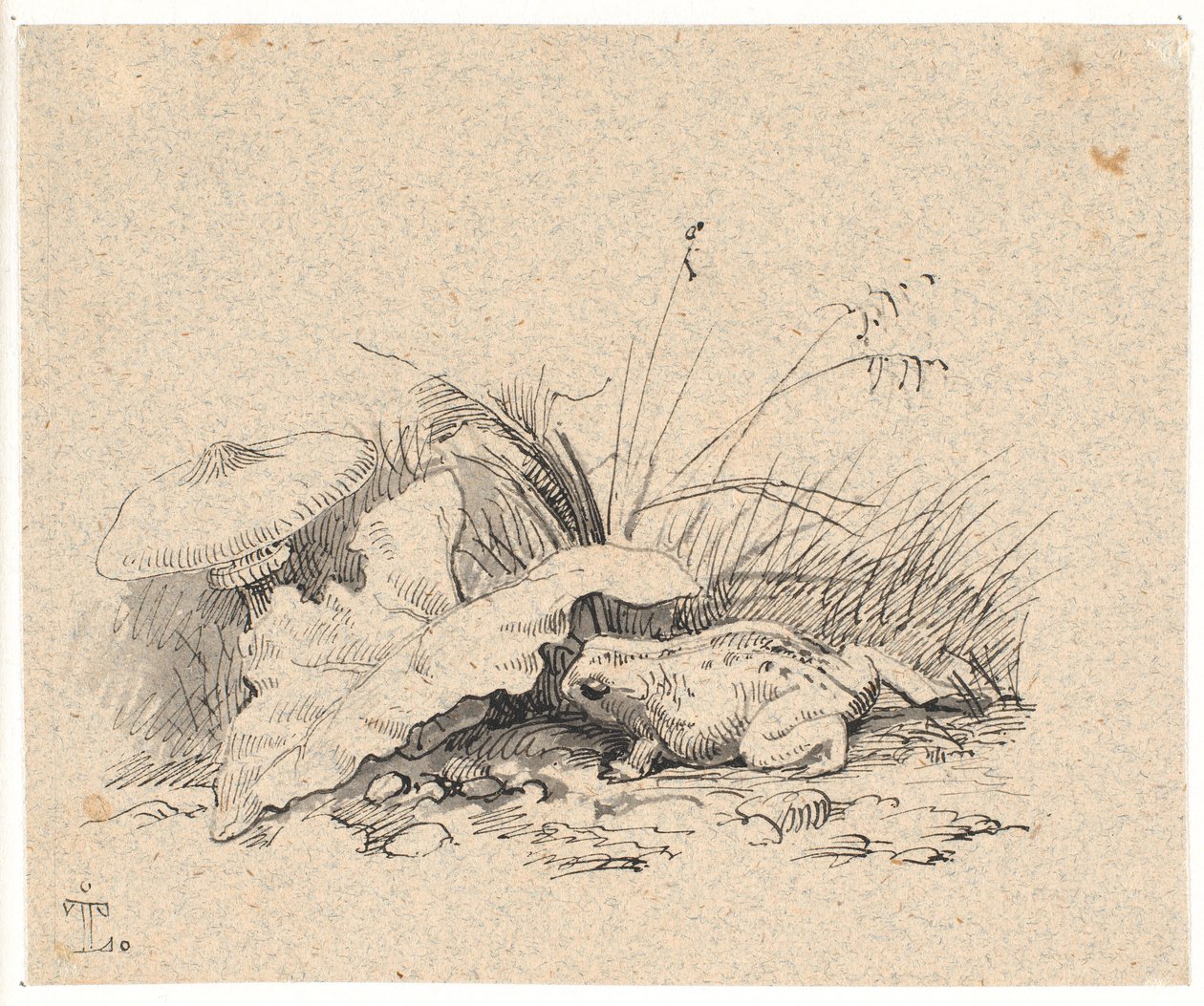 The Common Toad by Johan Thomas Lundbye