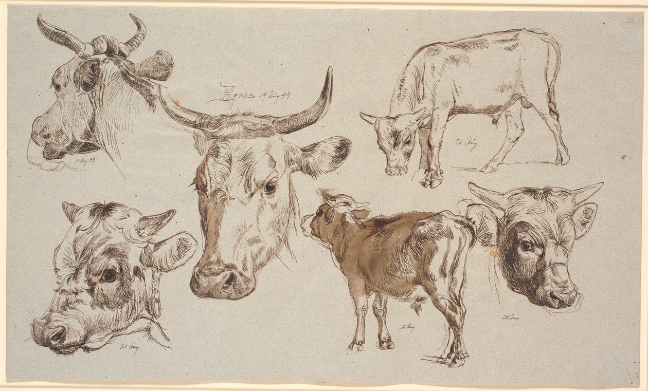Study Sheet from Vognserup. Studies of Cow Heads, Bull Calves and Their Heads by Johan Thomas Lundbye