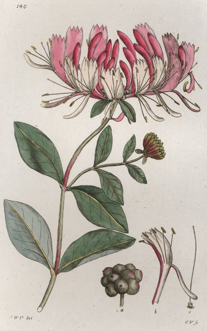 Honeysuckle Lonicera periclymenum by Johan Wilhelm Palmstruch