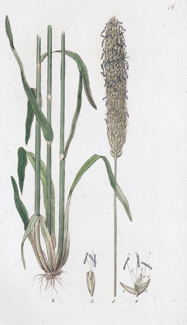 Meadow Foxtail Alopecurus pratensis, 1804-1811 by Johan Wilhelm Palmstruch