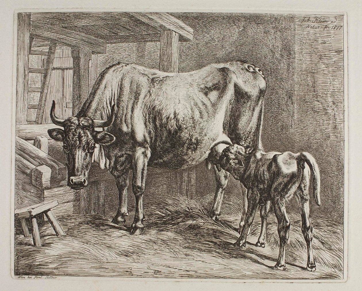 Cow with Suckling Calf by Johann Adam Klein