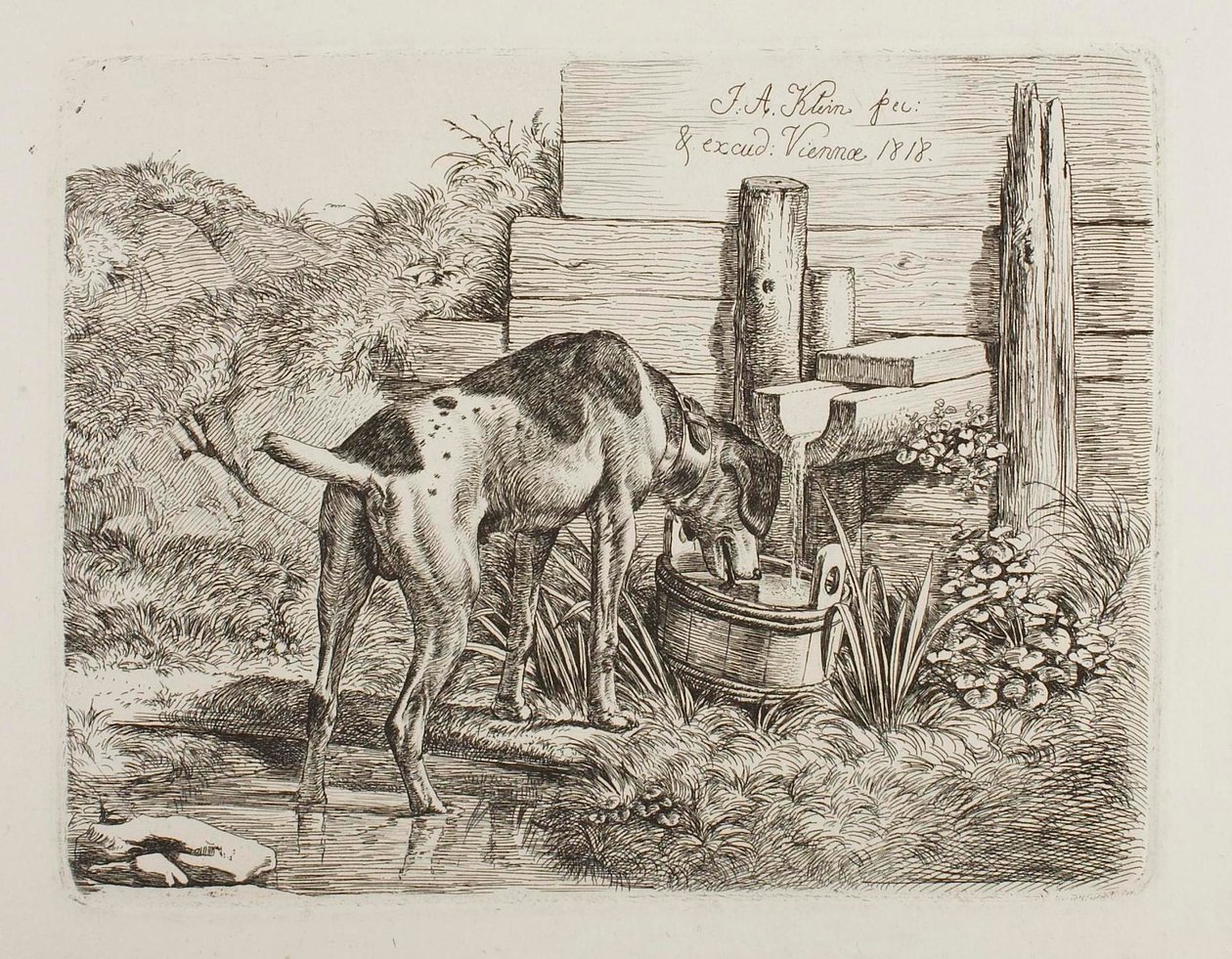 Dog Drinking Water by Johann Adam Klein