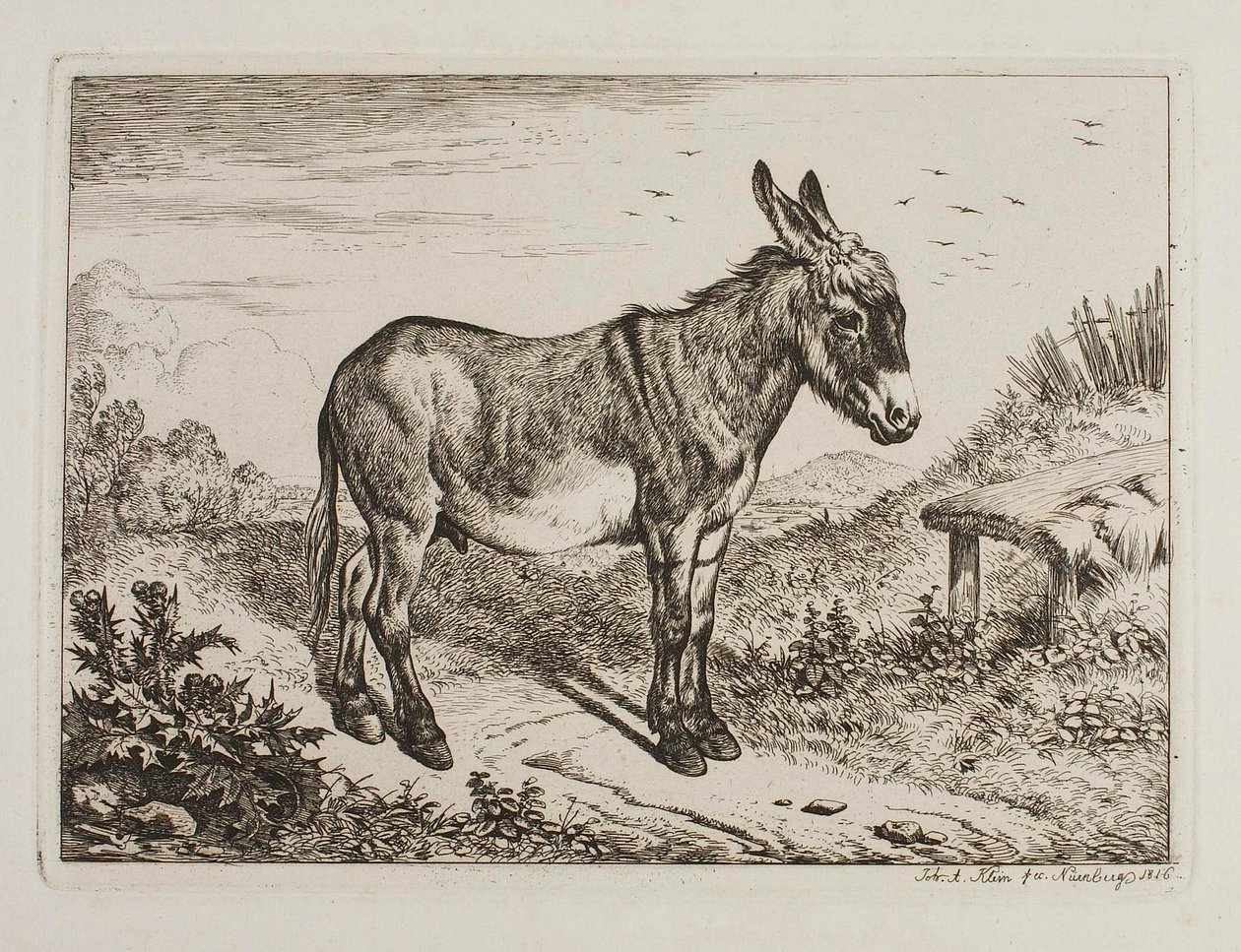 Donkey by Johann Adam Klein