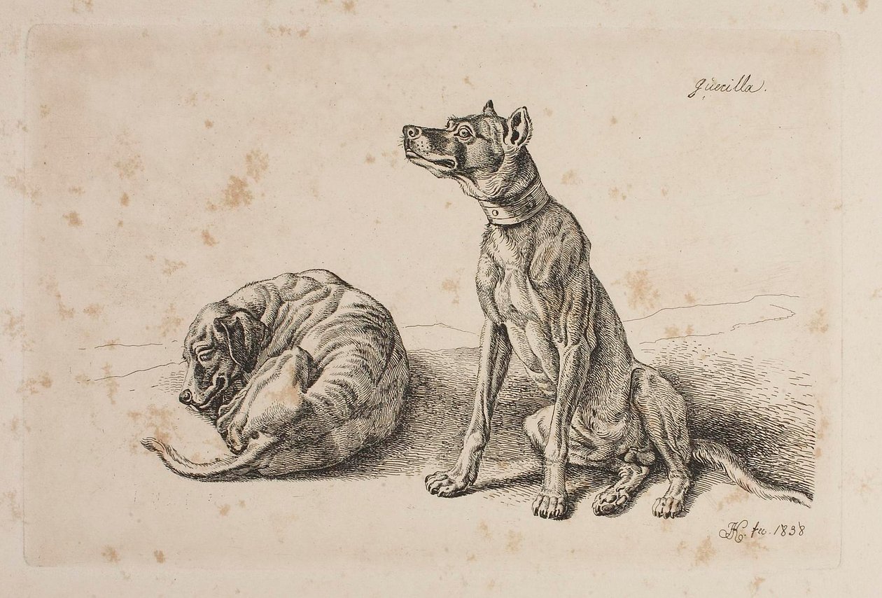 Guerilla, Two Dogs by Johann Adam Klein