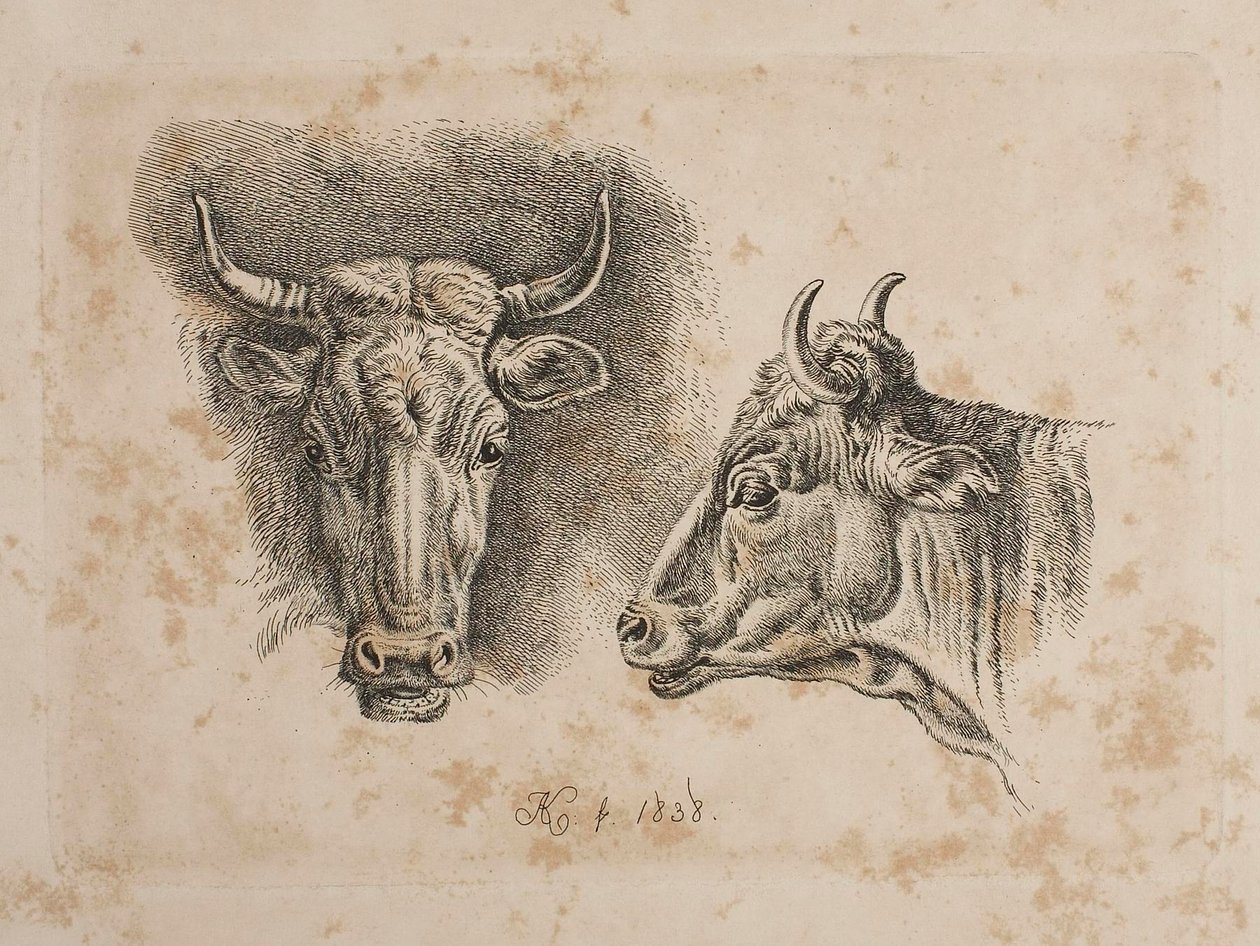 Heads of Two Cows by Johann Adam Klein