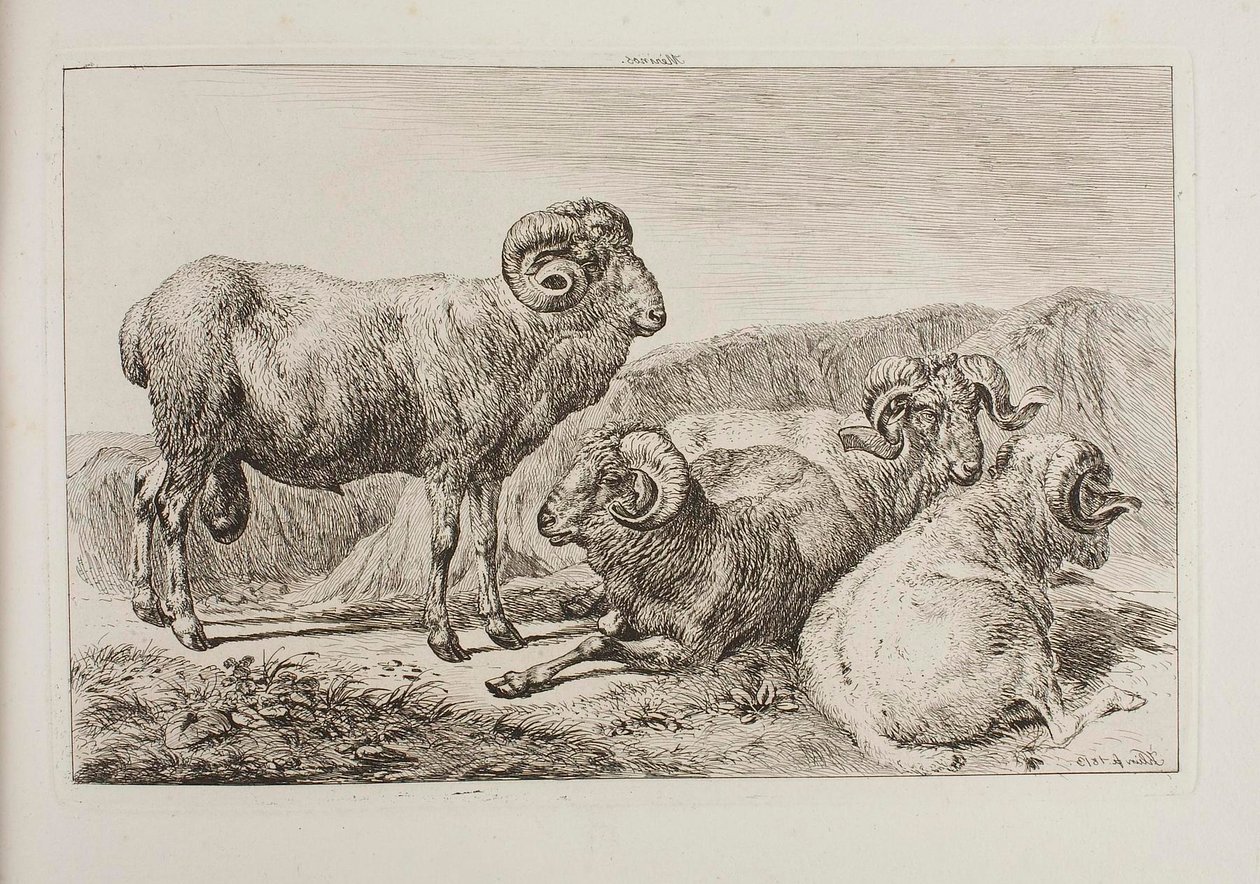 Merino Rams by Johann Adam Klein