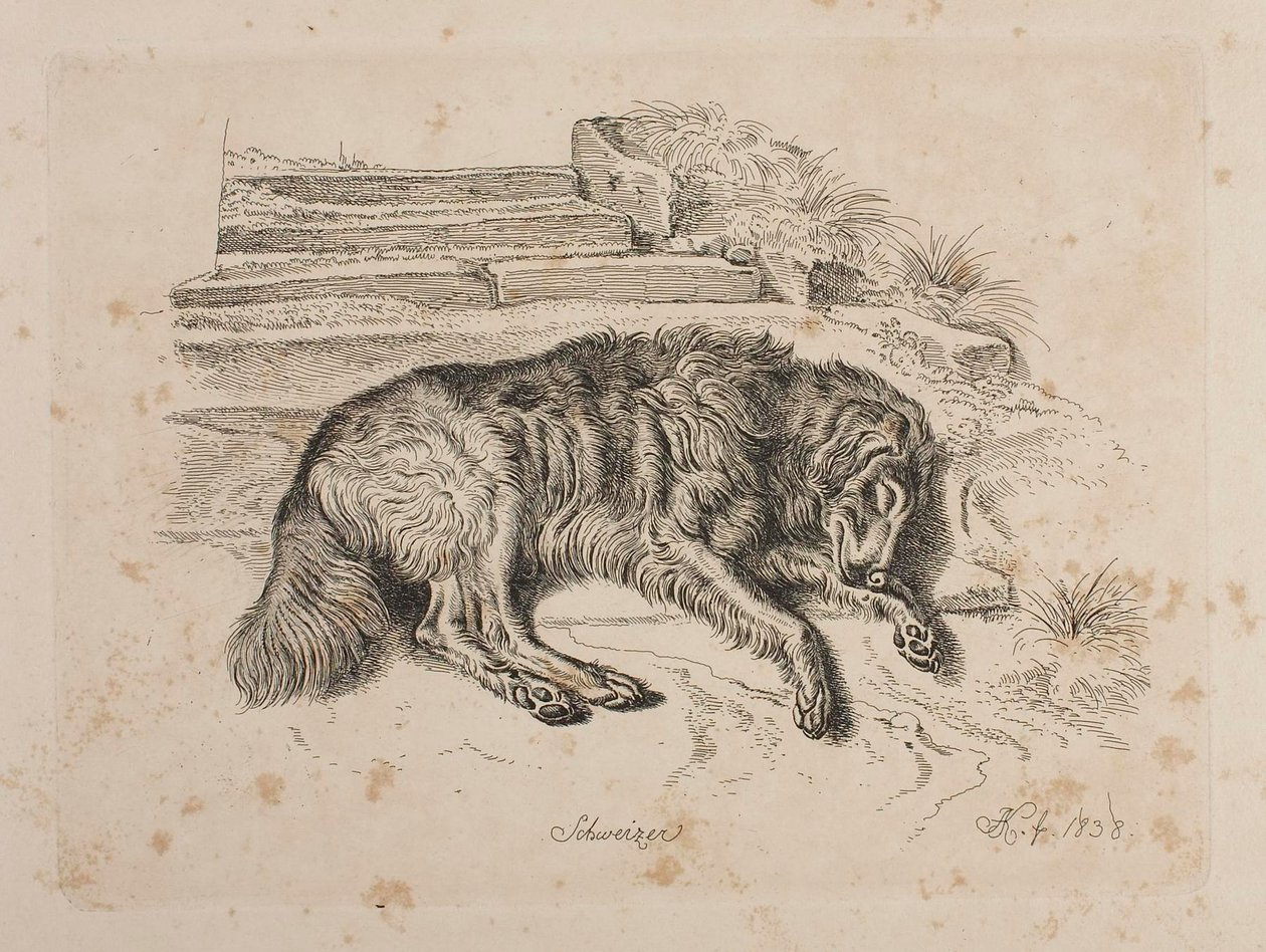Schweizer, a Dog by Johann Adam Klein