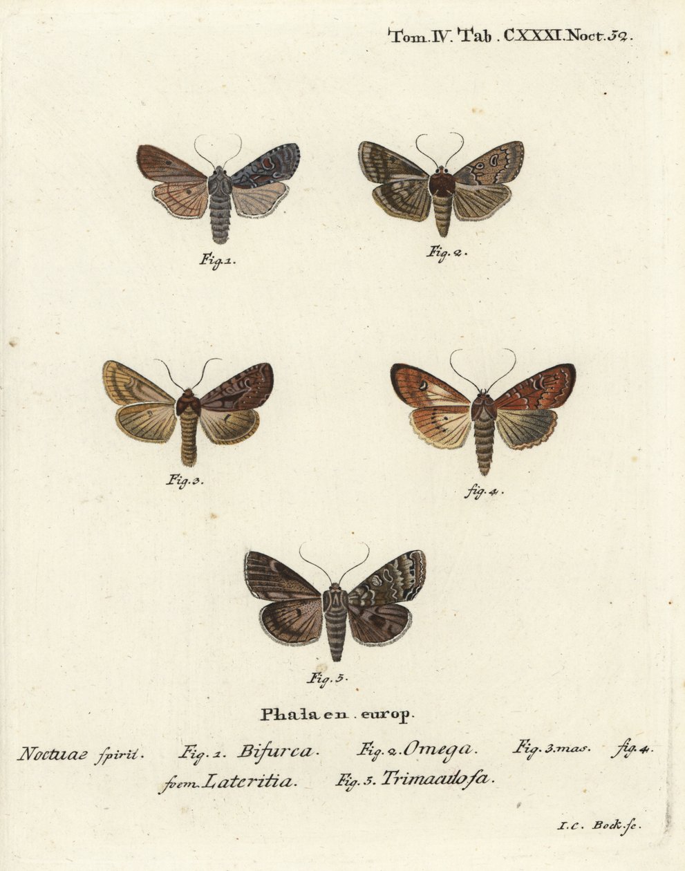 Conformist, Double Dart, Scarce Brindle, and Silver Arches by Johann Carl Bock