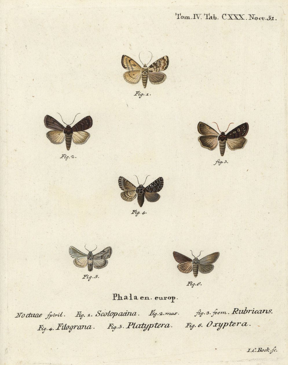 Garden dart, Euxoa nigricans, Hadena filograna, antirrhinum brocade, Calophasia platyptera, Simyra nervosa. Handcoloured copperplate engraving by Johann Carl Bock after Eugenius Johann Christoph Esper’s Die Schmetterlinge in Abbildungen nach der Natur by Johann Carl Bock