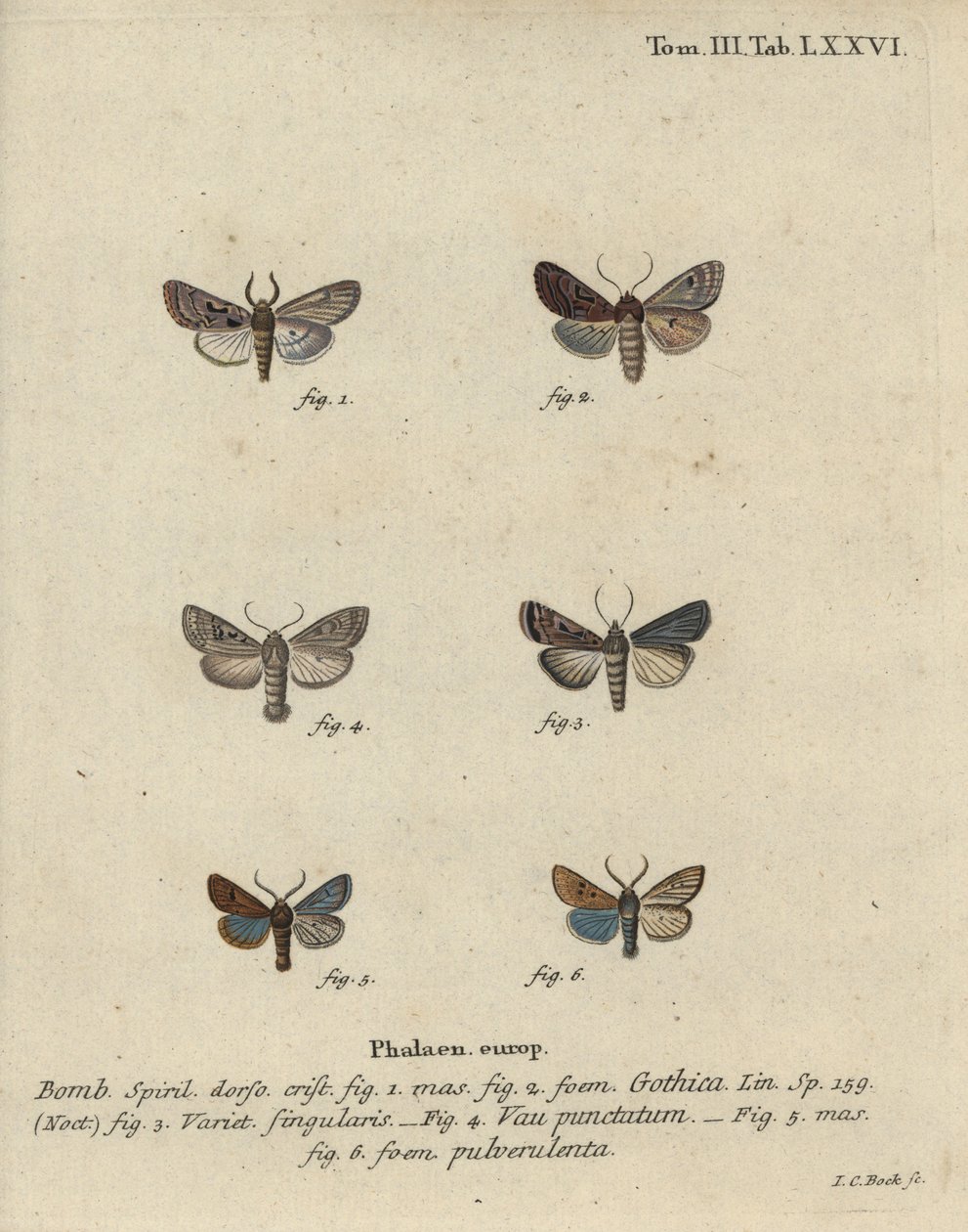 Hebrew character, black-spot chestnut, small quaker moth, etc. by Johann Carl Bock