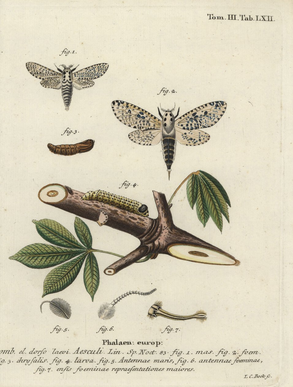 Leopard Moth, Zeuzera Pyrina by Johann Carl Bock