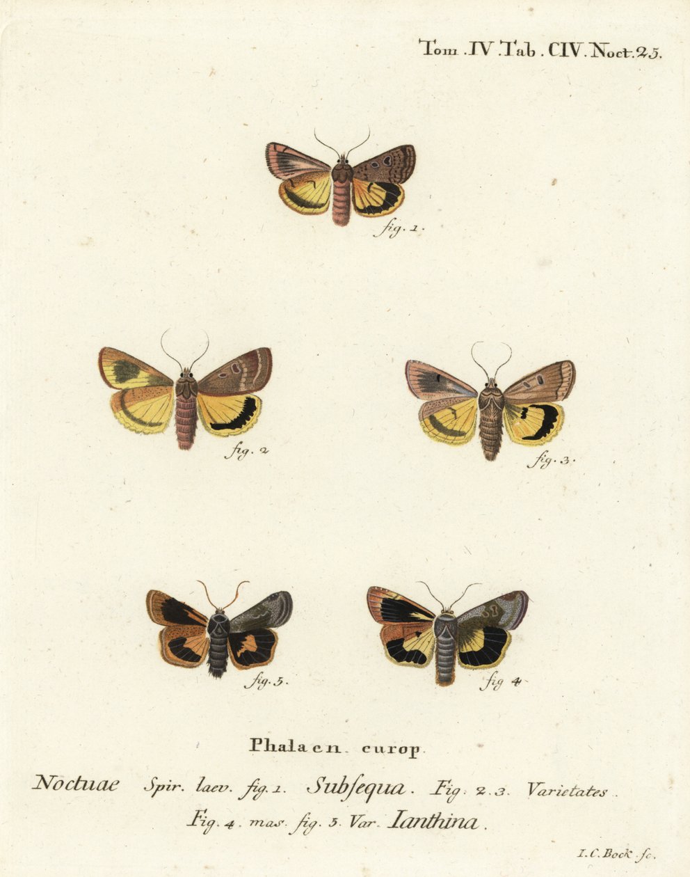 Lunar yellow underwing, Noctua orbona, and lesser broad-bordered yellow underwing or Langmaid