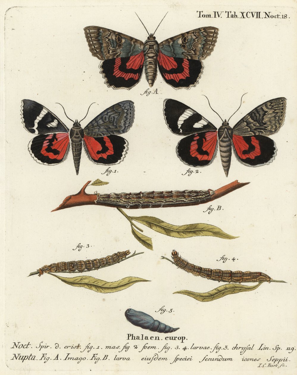 Red underwing moth, Catocala nupta. Handcoloured copperplate engraving by Johann Carl Bock after Eugenius Johann Christoph Esper’s Die Schmetterlinge in Abbildungen nach der Natur, Erlangen by Johann Carl Bock