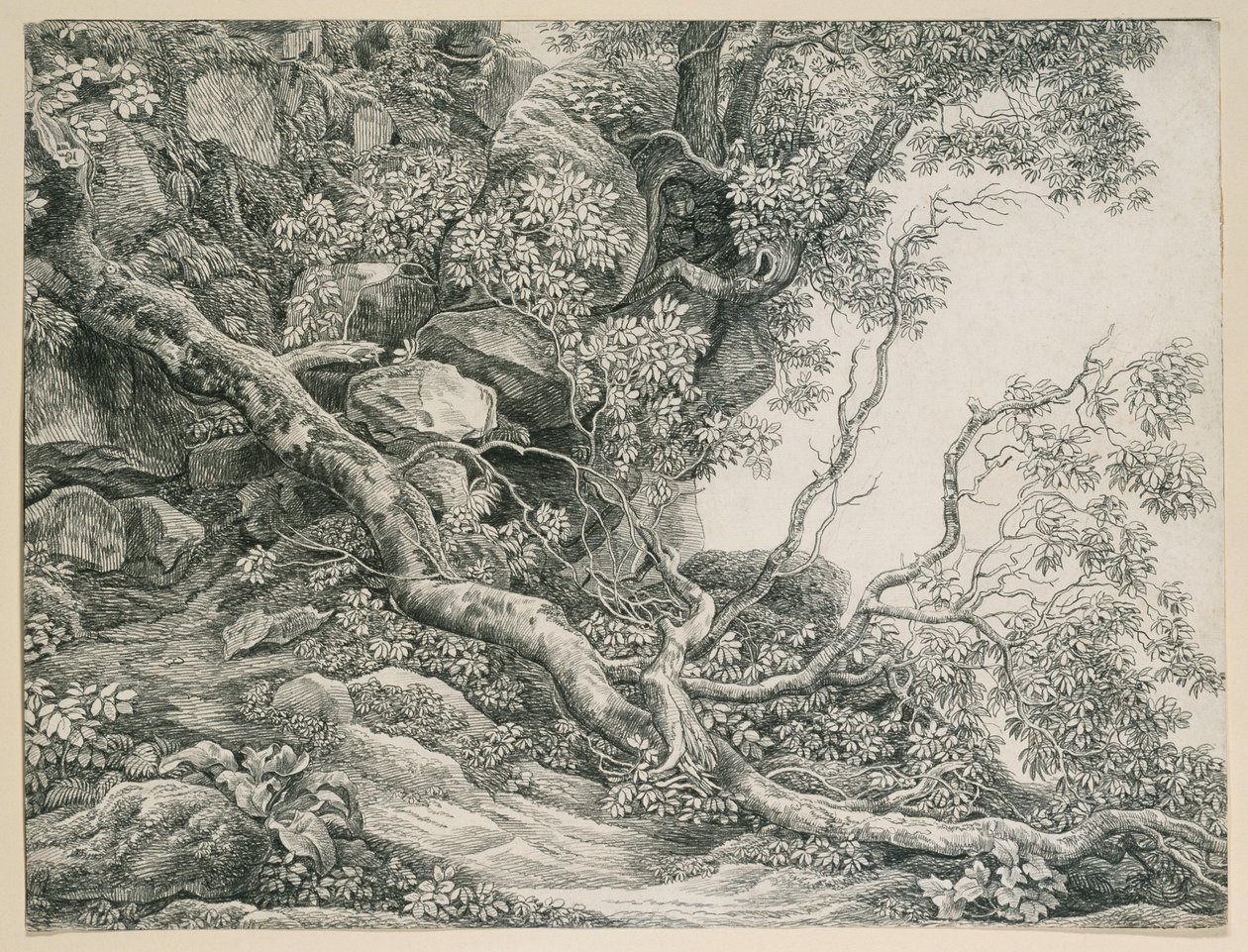 Trees on a Rocky Slope by Johann Christian Reinhart