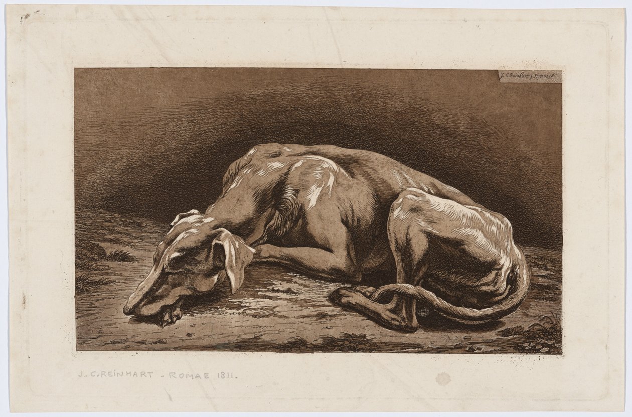 Sleeping Greyhound by Johann Christian Reinhart