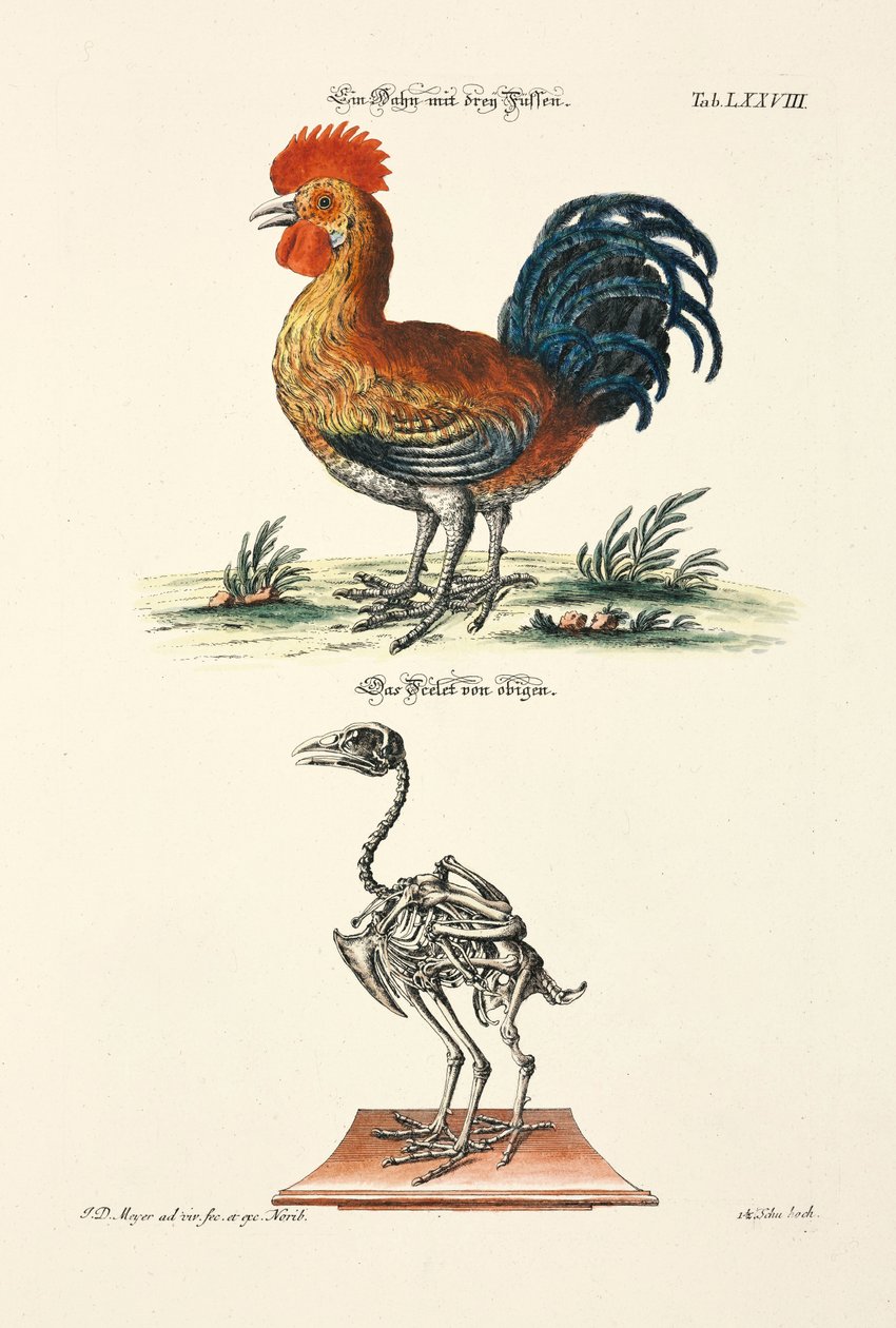 A Rooster with Three Feet and its Skeleton by Johann Daniel Meyer