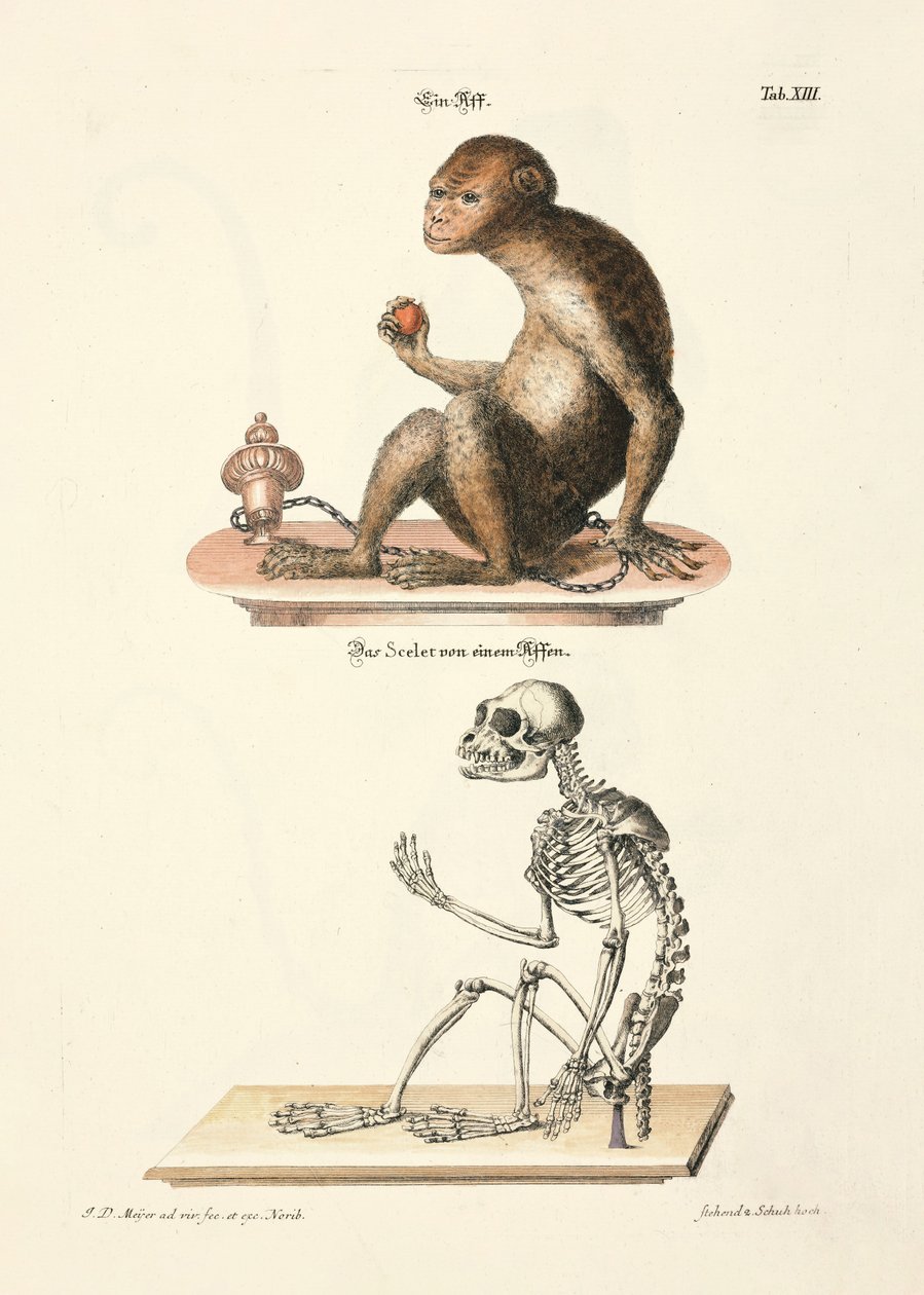 Barbary Macaque and its Skeleton by Johann Daniel Meyer
