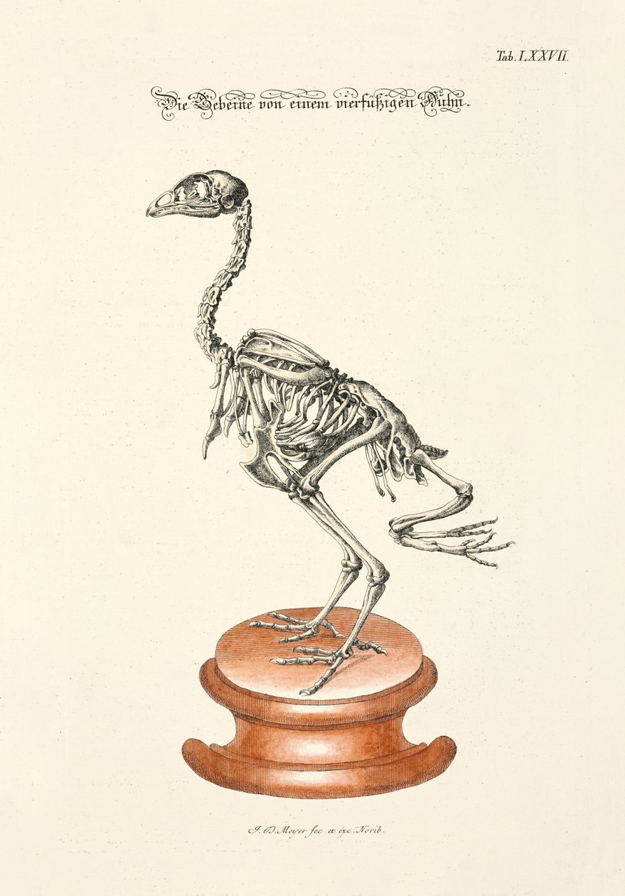 Bones of a Four-Footed Chicken by Johann Daniel Meyer