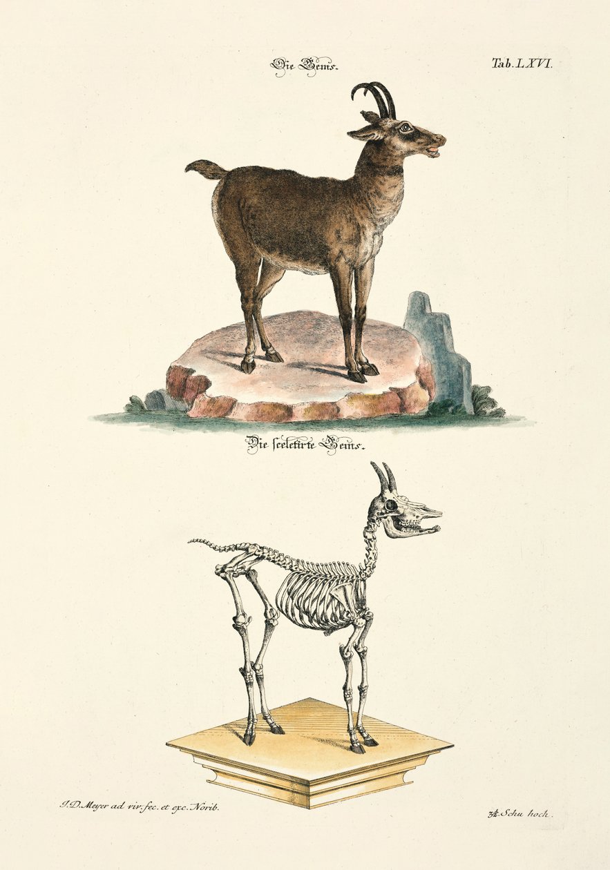 Chamois and its Skeleton by Johann Daniel Meyer