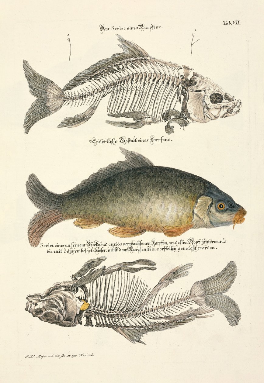 Common Carp with Skeleton by Johann Daniel Meyer