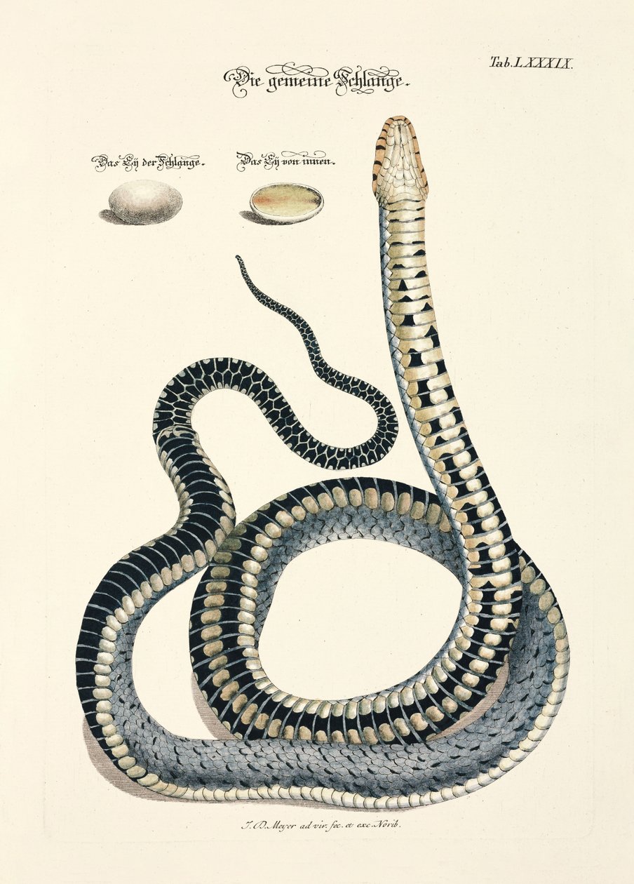 Common Snake with Eggs by Johann Daniel Meyer