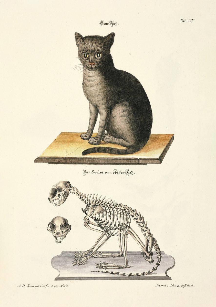 Domestic Cat and its Skeleton by Johann Daniel Meyer
