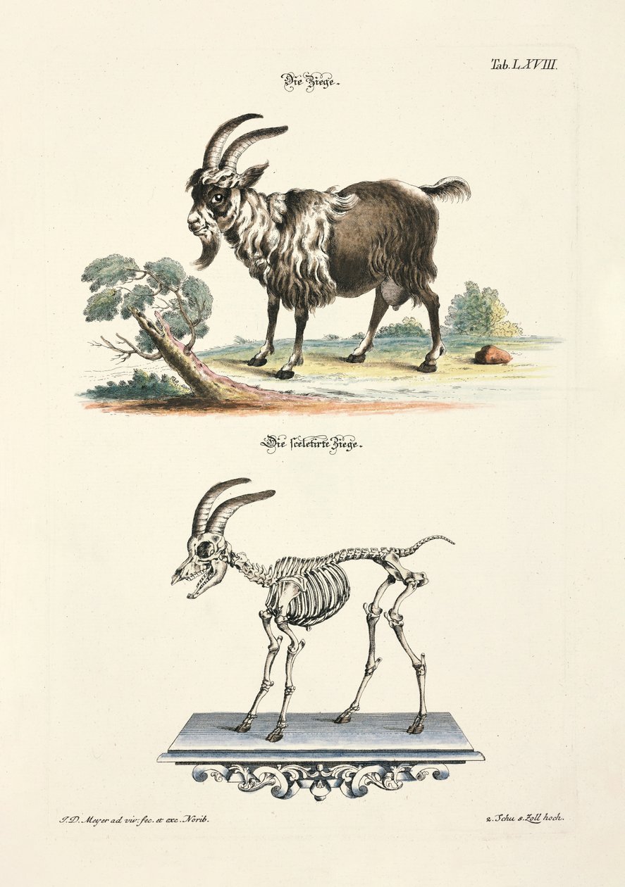Domestic Goat and its Skeleton by Johann Daniel Meyer