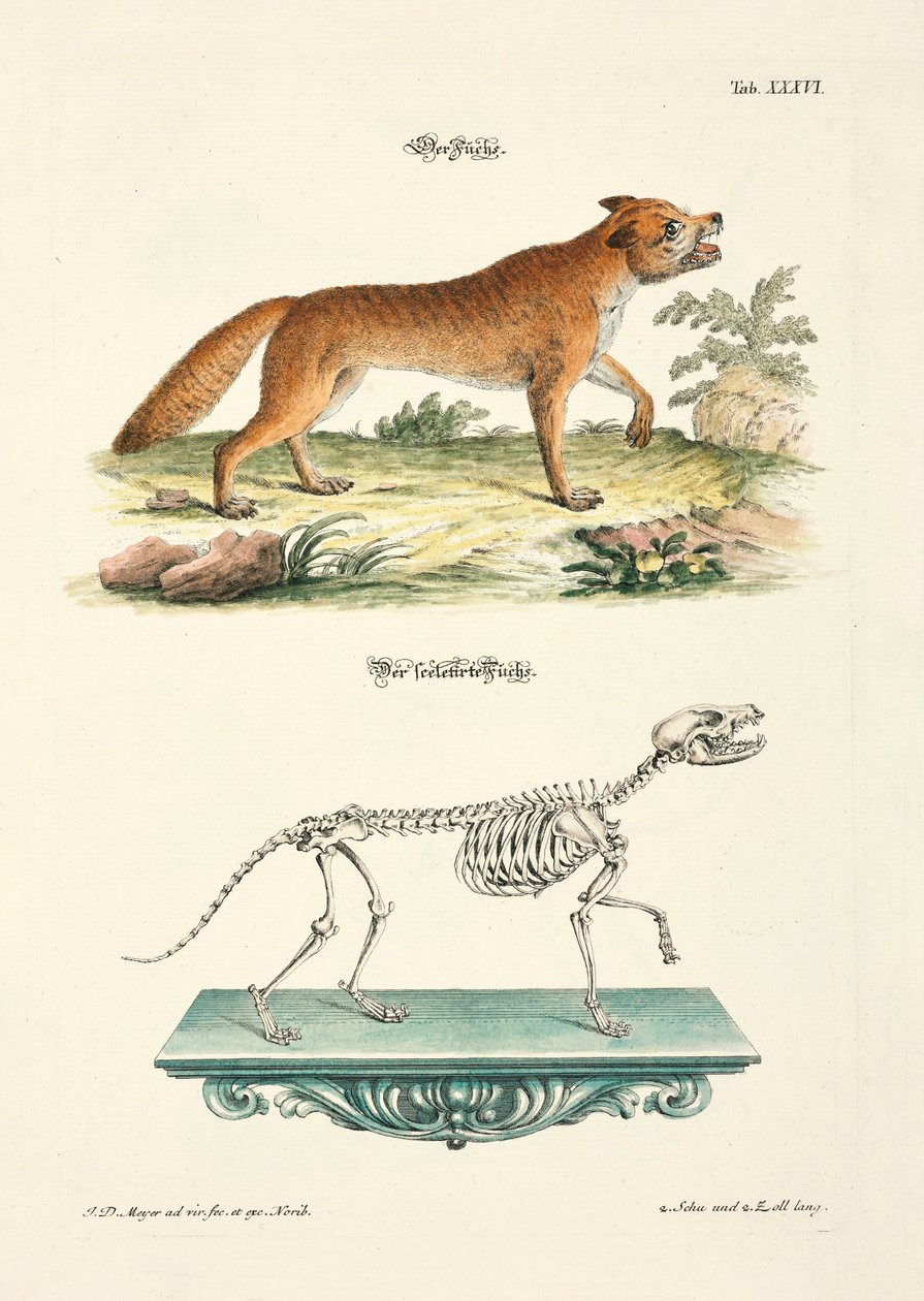 Fox and its Skeleton by Johann Daniel Meyer
