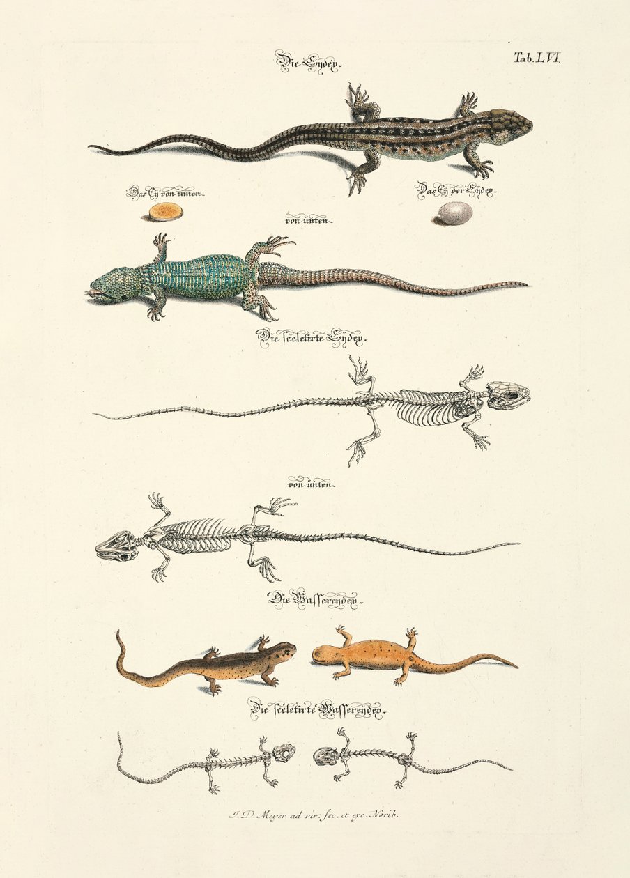 Lizards and their Skeletons by Johann Daniel Meyer