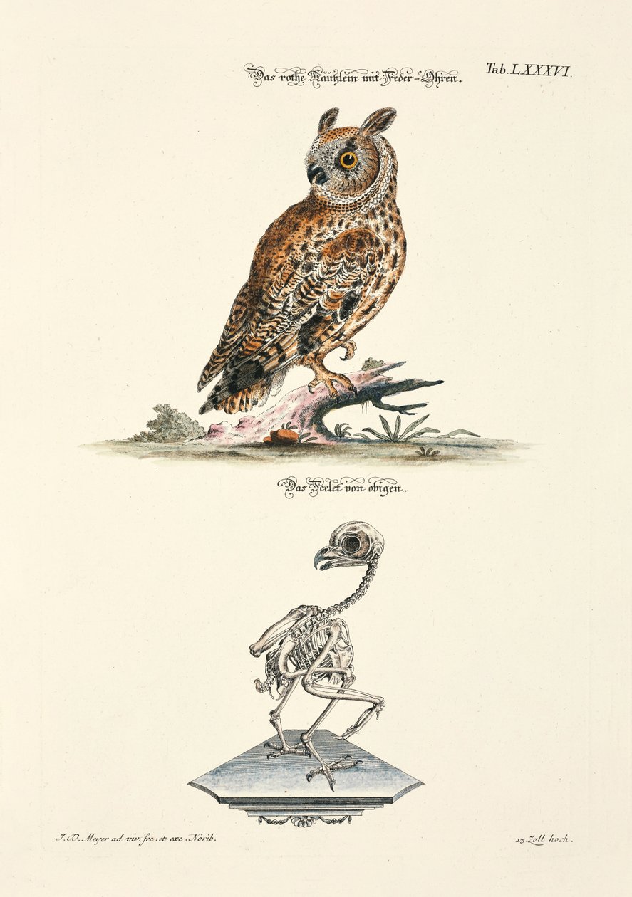Long-eared Owl and its Skeleton by Johann Daniel Meyer