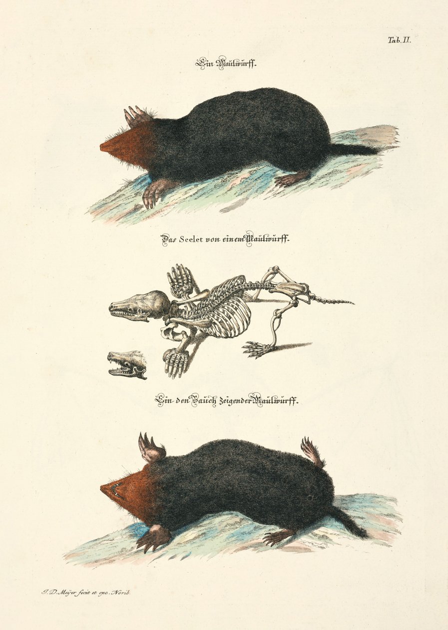 Moles with Skeleton by Johann Daniel Meyer