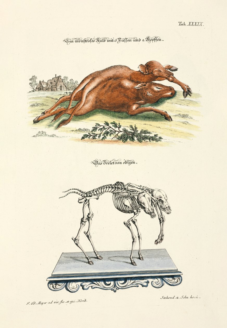 Monstrous Calf with 6 Feet and 2 Heads by Johann Daniel Meyer