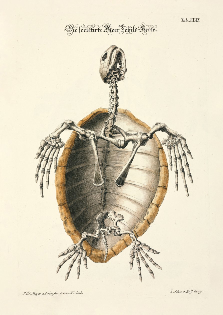 Sea Turtle Skeleton by Johann Daniel Meyer: Fine art print
