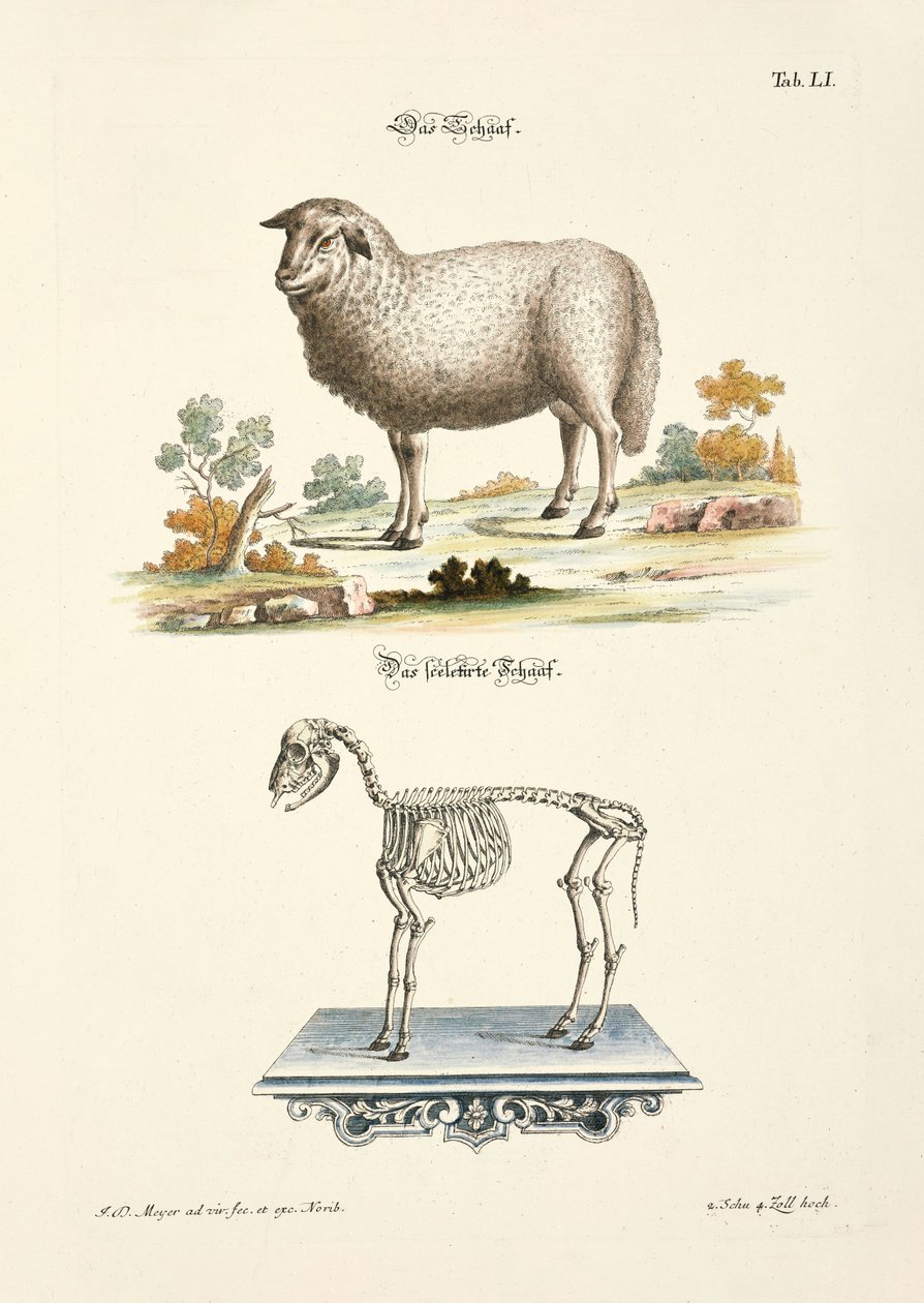 Sheep and its Skeleton by Johann Daniel Meyer