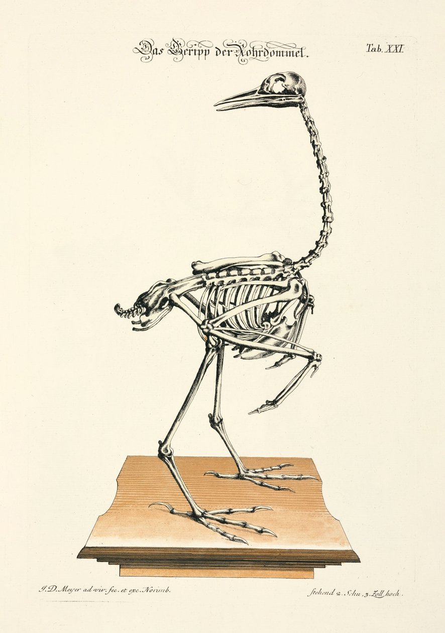 Skeleton of the Eurasian Bittern by Johann Daniel Meyer