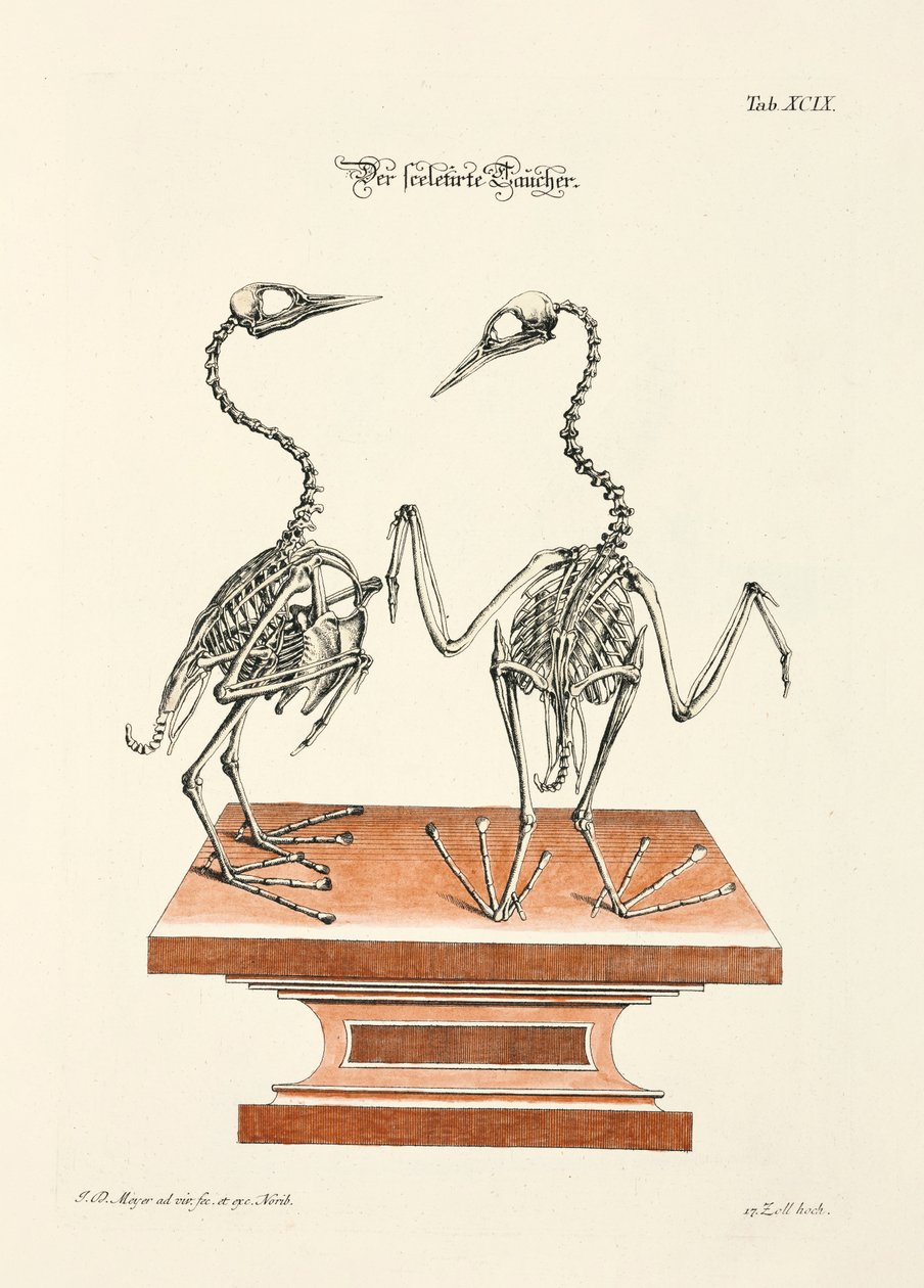 Skeleton of the Diver by Johann Daniel Meyer