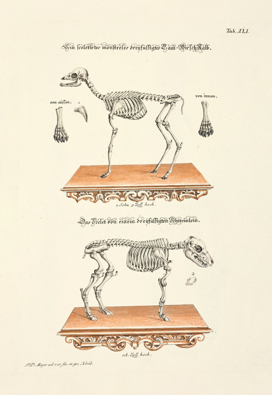 Skeletons of a Three-Legged Fallow Deer Calf and Piglet by Johann Daniel Meyer