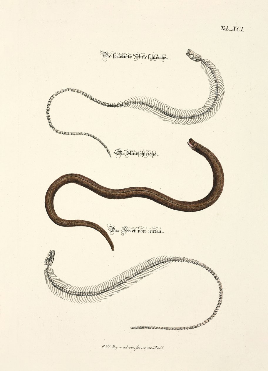Slow Worm and its Skeleton by Johann Daniel Meyer