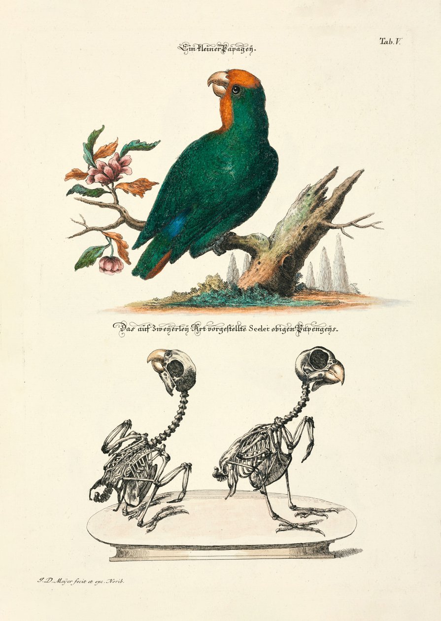Small Parrot with Skeletons by Johann Daniel Meyer