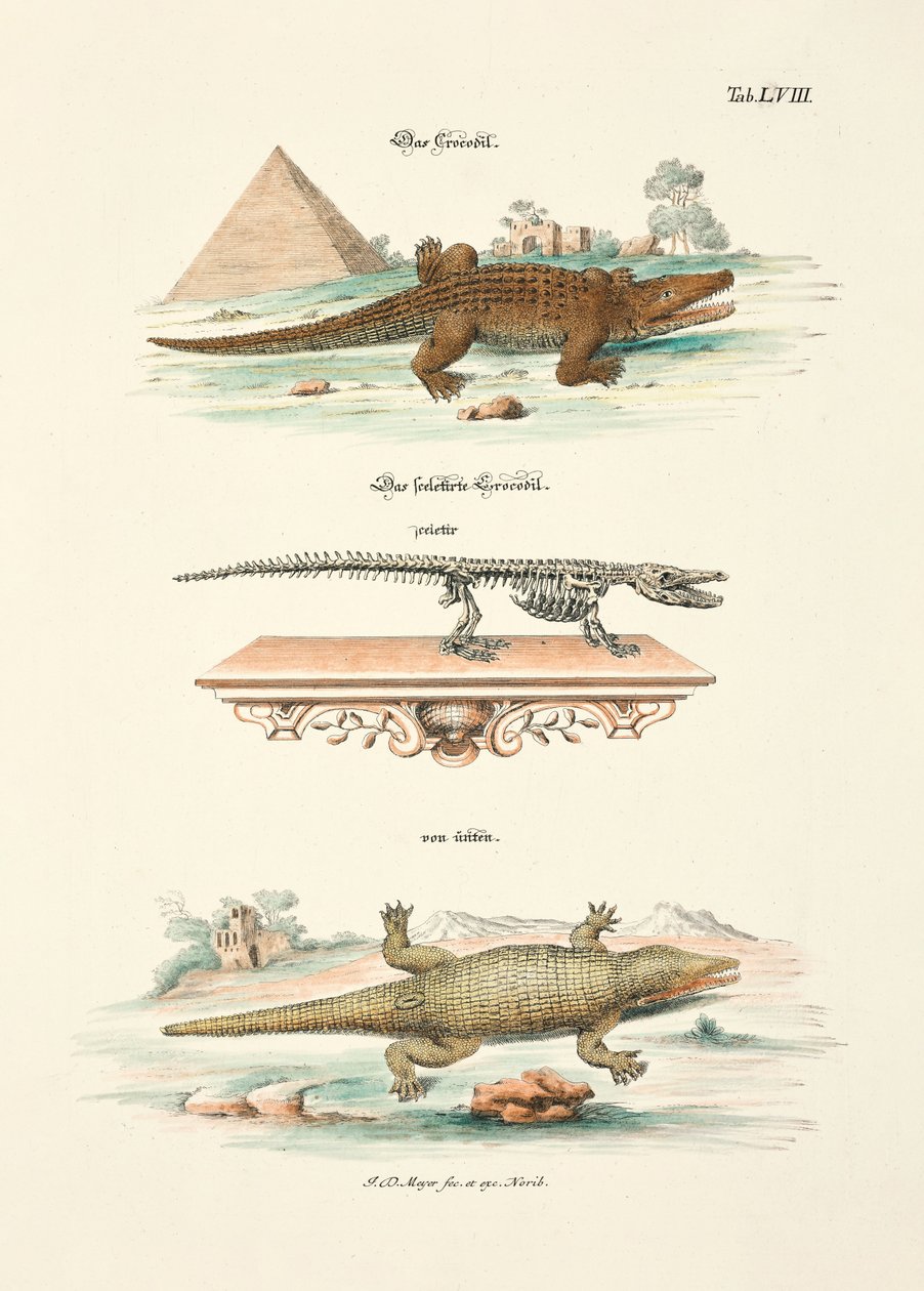The Crocodile and its Skeleton by Johann Daniel Meyer