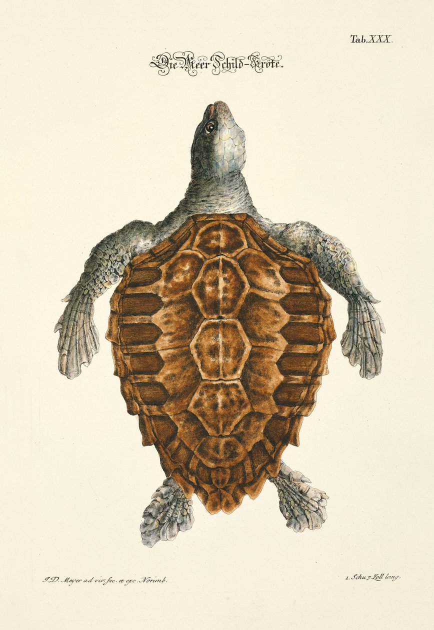 The Sea Turtle by Johann Daniel Meyer