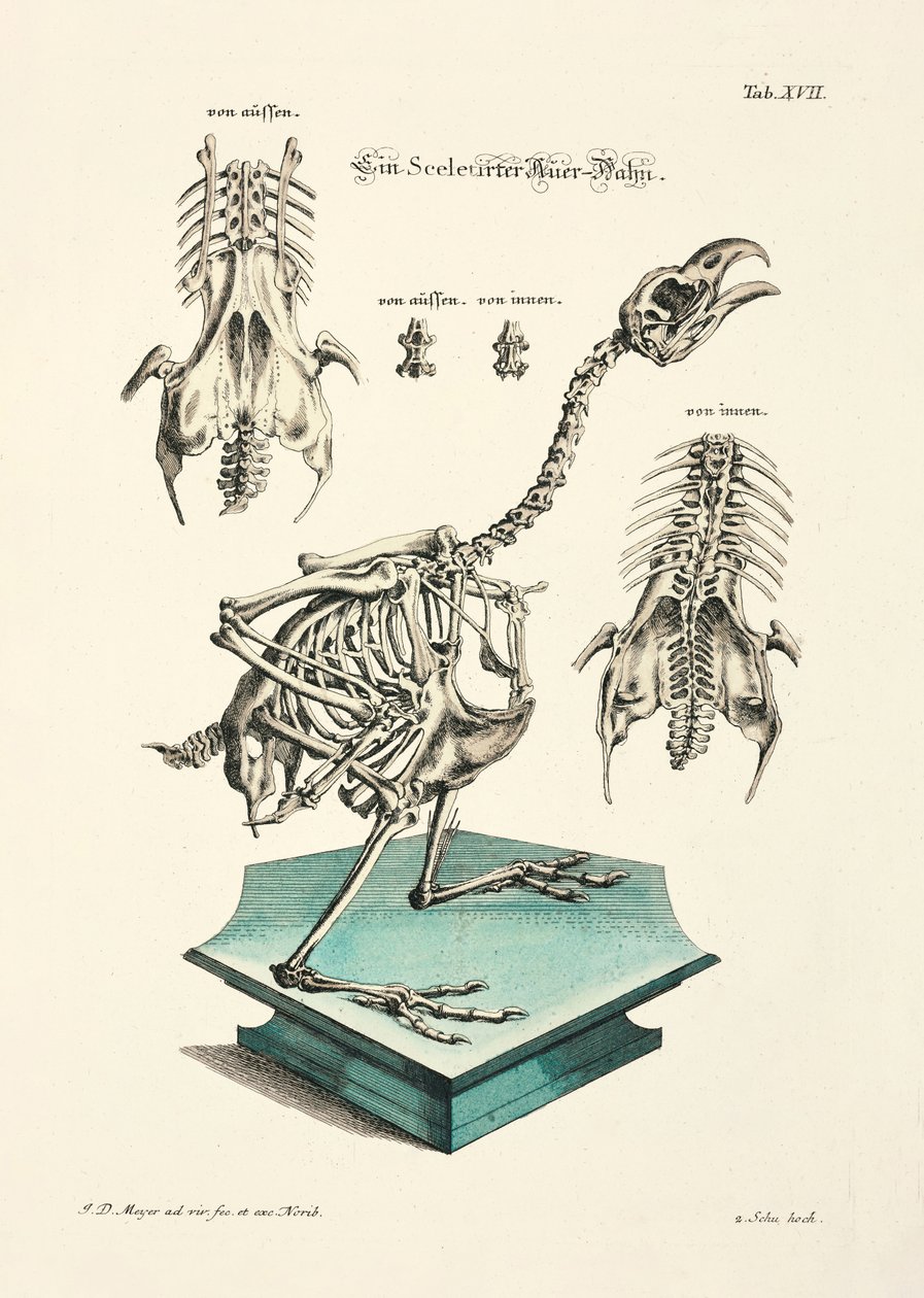 Western Capercaillie Skeleton by Johann Daniel Meyer