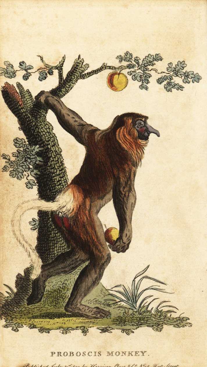 Long-nosed monkey, Nasalis larvatus. Endangered (1800) by Johann Eberhard Ihle