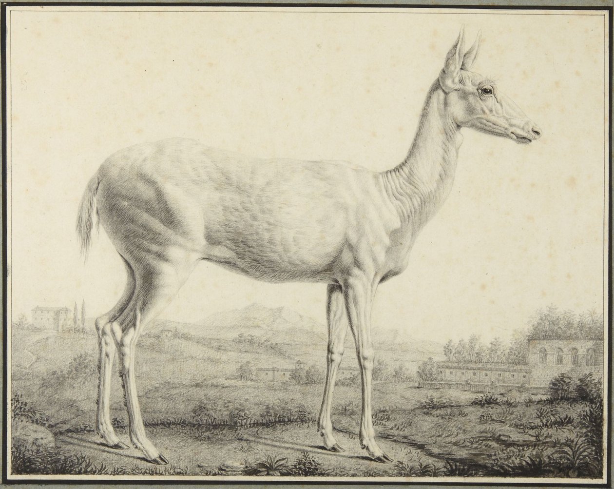 Deer by Johann Elias Ridinger